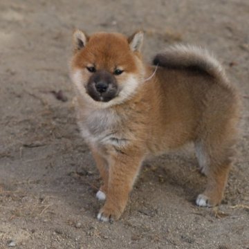 柴犬(標準サイズ)【愛知県・女の子・2023年10月4日・赤】の写真「可愛い顔の子犬です、モフモフです。」