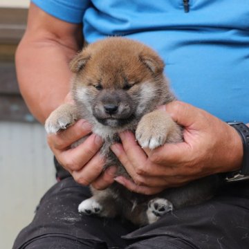 柴犬(標準サイズ)【愛知県・男の子・2024年5月24日・赤】の写真「濃い赤の子になると思います」