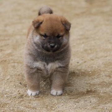 柴犬(標準サイズ)【愛知県・女の子・2022年10月20日・赤】の写真「元気な子です、いつもしっぽフリフリご機嫌さんです。」