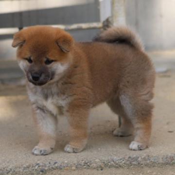柴犬(標準サイズ)【愛知県・女の子・2022年9月29日・赤】の写真「コロコロちゃんです、綺麗なお顔になると思います。」