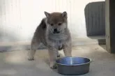柴犬(標準サイズ)【愛知県・女の子・2019年11月8日・赤】の写真1