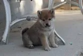 柴犬(標準サイズ)【愛知県・女の子・2019年11月8日・赤】の写真2