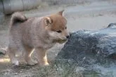 柴犬(標準サイズ)【愛知県・女の子・2019年11月8日・赤】の写真5