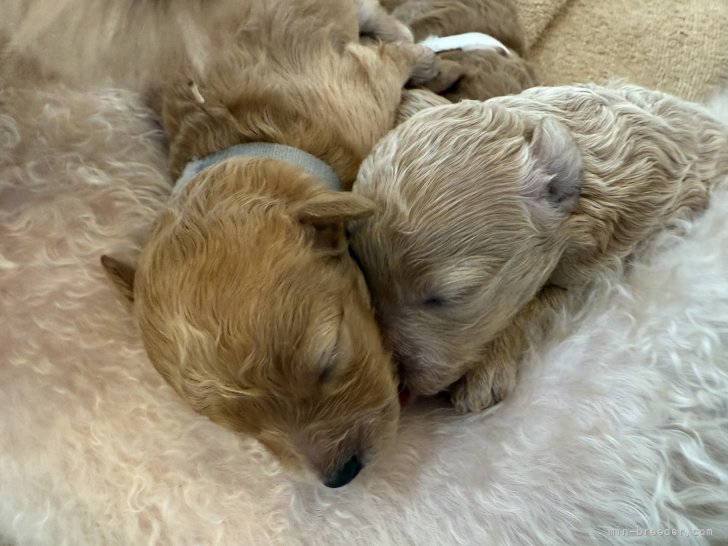 安里　千尋(あさと　ちひろ)ブリーダー(沖縄県・トイプードルなど・JKC登録)の紹介写真3