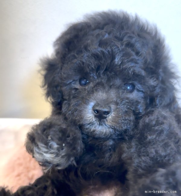 安里　千尋(あさと　ちひろ)ブリーダー(沖縄県・トイプードルなど・JKC登録)の紹介写真5