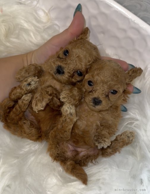 安里　千尋(あさと　ちひろ)ブリーダー(沖縄県・トイプードルなど・JKC登録)の紹介写真6