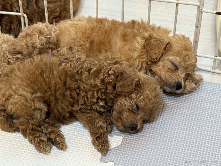 安里　千尋(あさと　ちひろ)ブリーダー(沖縄県・トイプードルなど・JKC登録)の紹介写真9