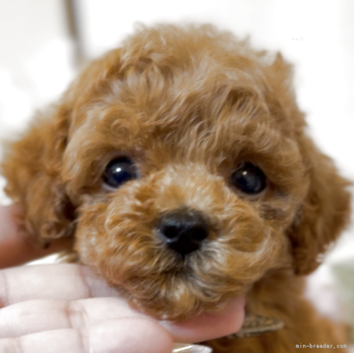 ブリーダー画像