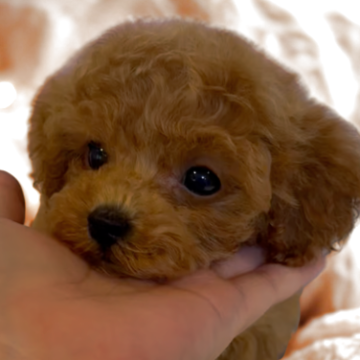 トイプードル(ティーカップ)【沖縄県・男の子・2025年10月2日・レッド】の写真「お目目くりくり💓‪ティーカップ」