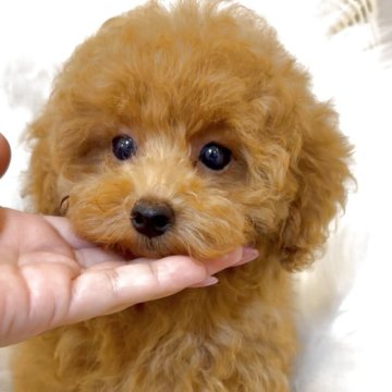 トイプードル(ティーカップ)【沖縄県・男の子・2025年6月24日・レッド】の写真「お目目くりくり爆毛くん·͜·ᰔᩚ」