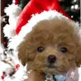 ティーカッププードル