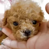 ティーカッププードル【沖縄県・女の子・2025年10月2日・レッド】の写真1