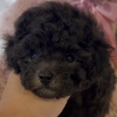 トイプードル(タイニー)