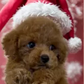 ティーカッププードル