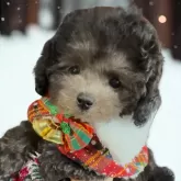 ティーカッププードル