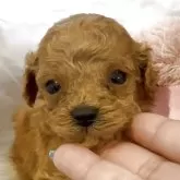 ティーカッププードル