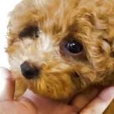 ティーカッププードル【沖縄県・男の子・2025年6月24日・レッド】の写真6