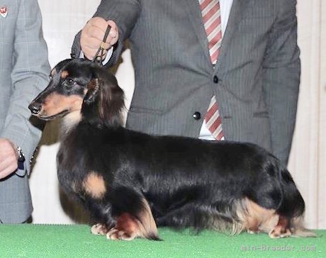 風吹⭐︎様専用 甲斐犬 両面 LLサイズ ダックスフンド 2点Mサイズ