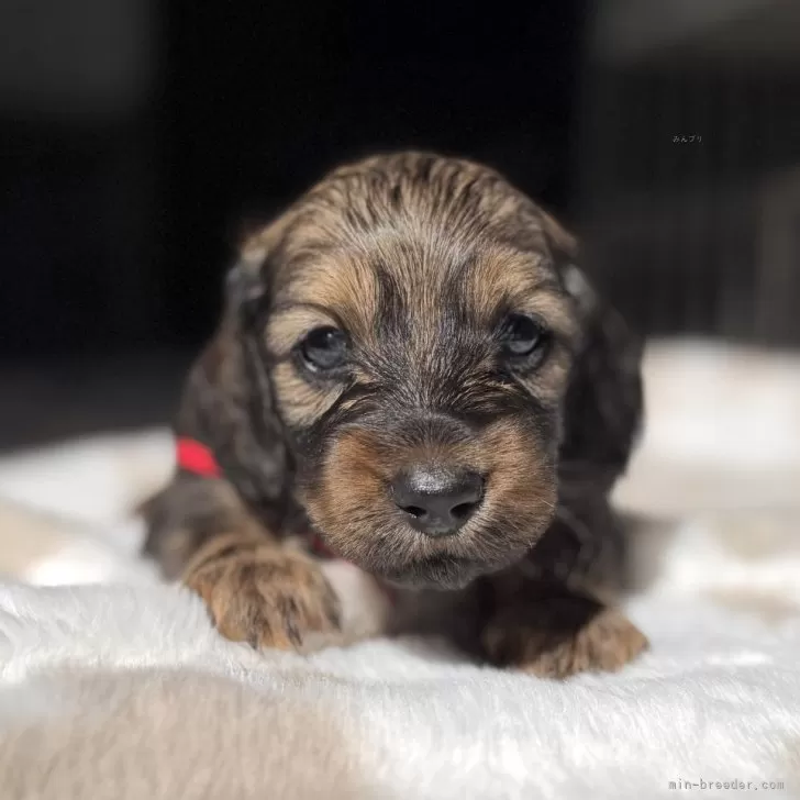 ミニチュアダックスフンド(ロング)【三重県・男の子・2025年10月5日・レッド】の写真1「画像更新❗️女の子みたいな可愛いお顔の男の子です😍」