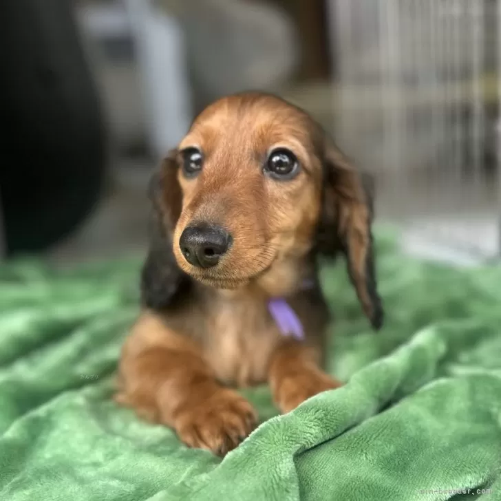 ID:2501-06932の子犬