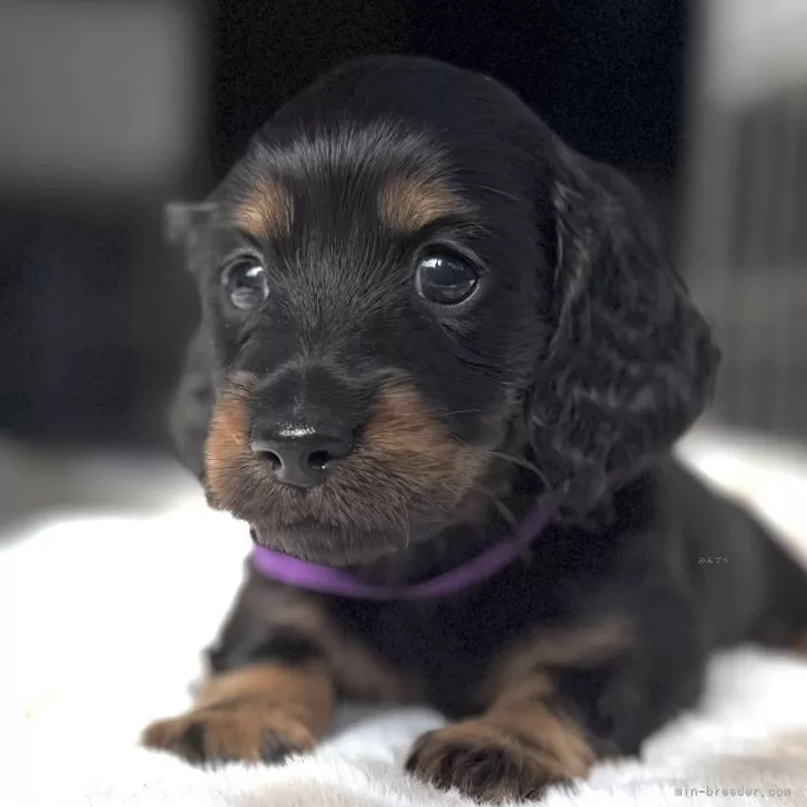 ミニチュアダックスフンド(ロング)【三重県・男の子・2025年9月26日・ブラックタン】の写真1「画像更新まん丸お目目の男の子です😍」