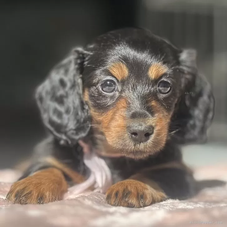 ミニチュアダックスフンド(ロング)【三重県・女の子・2024年12月12日・ブラック&amp;タン】の写真1「可愛い子です😍」