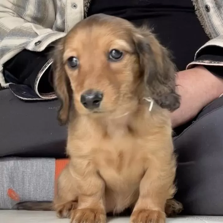 ID：2501-06927の子犬