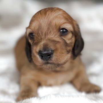 ミニチュアダックスフンド(ロング)【三重県・男の子・2025年10月5日・レッド】の写真「両親ともにチャンピオン❗️超優良血統の男の子❤️」