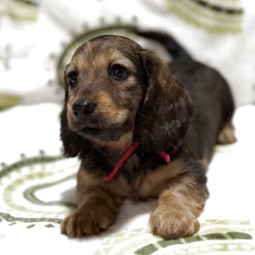 ミニチュアダックスフンド(ロング)【三重県・男の子・2025年10月5日・レッド】の写真「両親チャンピオン❗️超優良血統の男の子❤️」