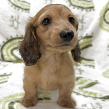 ミニチュアダックスフンド(ロング)【三重県・男の子・2025年10月5日・レッド】の写真「両親はチャンピオン❗️明るめレッドの男の子❤️」