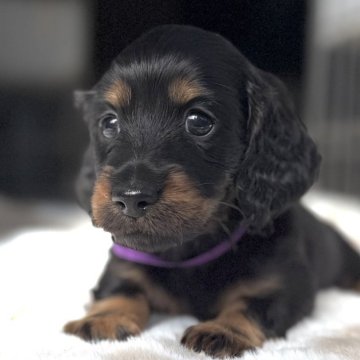 ミニチュアダックスフンド(ロング)【三重県・男の子・2025年9月26日・ブラックタン】の写真「両親チャンピオン❗️可愛いお顔の男の子❤️」