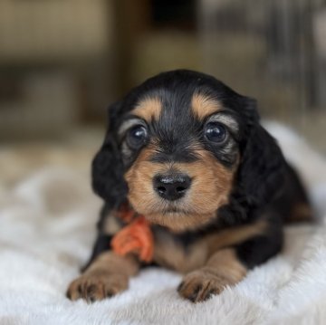 ミニチュアダックスフンド(ロング)【三重県・女の子・2025年11月21日・ブラックタン】の写真「パパは外産のオーストラリアチャンピオン❗️」