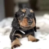 ミニチュアダックスフンド(ロング)【三重県・男の子・2025年9月26日・ブラックタン】の写真1「画像更新❗️超優良血統の男の子です❣️」