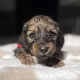 ミニチュアダックスフンド(ロング)【三重県・男の子・2025年10月5日・レッド】の写真1「画像更新❗️女の子みたいな可愛いお顔の男の子です😍」