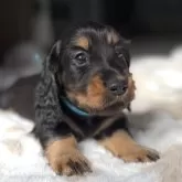 ミニチュアダックスフンド(ロング)【三重県・男の子・2025年9月26日・ブラックタン】の写真1「画像更新❗️超優良血統の男の子です😍」