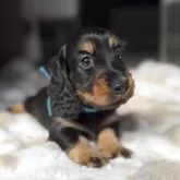 ミニチュアダックスフンド(ロング)【三重県・男の子・2025年9月26日・ブラックタン】の写真2