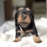 ミニチュアダックスフンド(ロング)【三重県・男の子・2025年9月26日・ブラックタン】の写真3