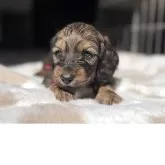 ミニチュアダックスフンド(ロング)【三重県・男の子・2025年10月5日・レッド】の写真4