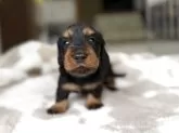 ミニチュアダックスフンド(ロング)【三重県・男の子・2025年9月26日・ブラックタン】の写真5