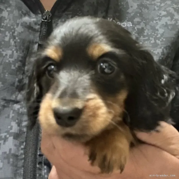 ID:2304-03694の子犬