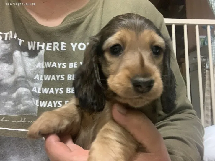 ID：2204-02714の子犬