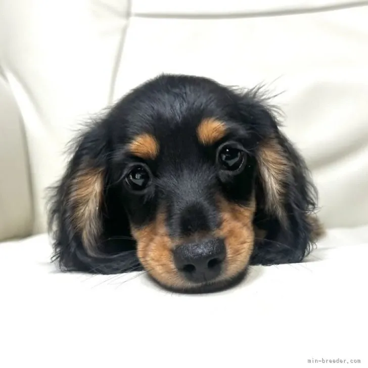 ID：2307-01728の子犬