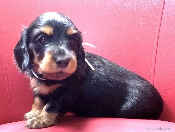 ID：2011-01974の子犬