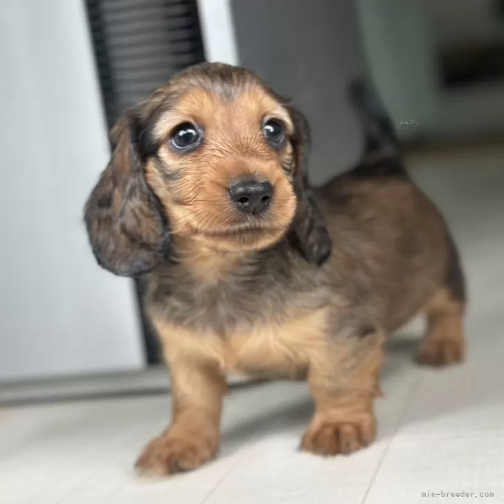 ID:2409-04319の子犬