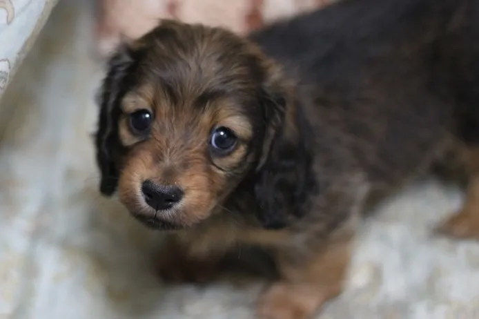 ID：1402-00284の子犬