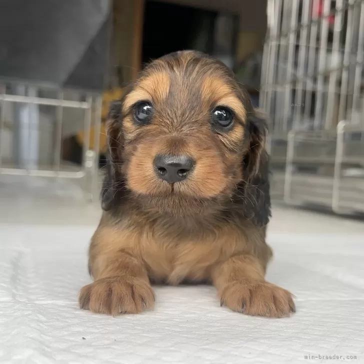 ID:2402-00817の子犬