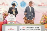 ミニチュアダックスフンド(ロング)【・男の子・2022年4月28日・レッド】「チャンピオン犬です」