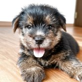 ノーフォークテリア