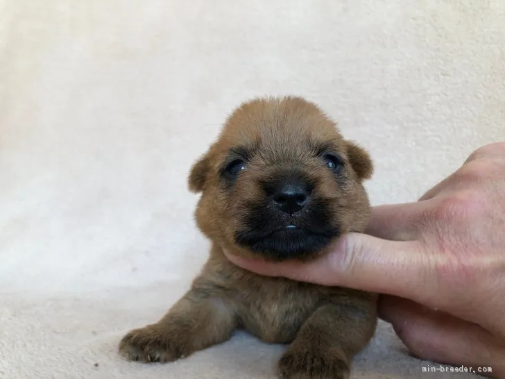 ID：2005-00117の子犬