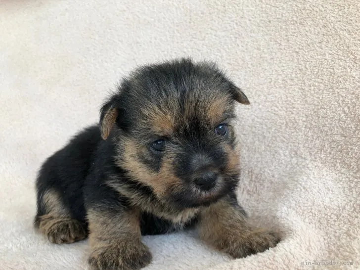 K 様のお迎えした子犬